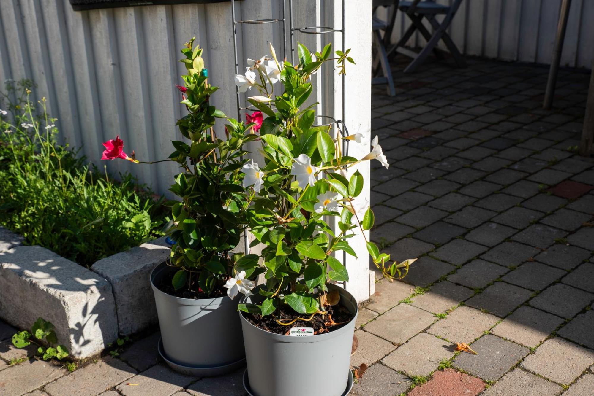 Guest House Tullgatan 24 Borgholm Zewnętrze zdjęcie